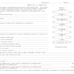 Mitosis vs meiosis worksheet answers