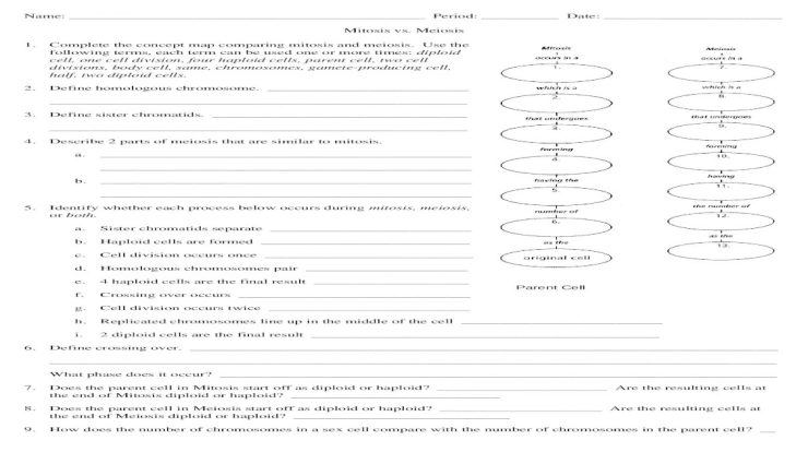 Mitosis vs meiosis worksheet answers