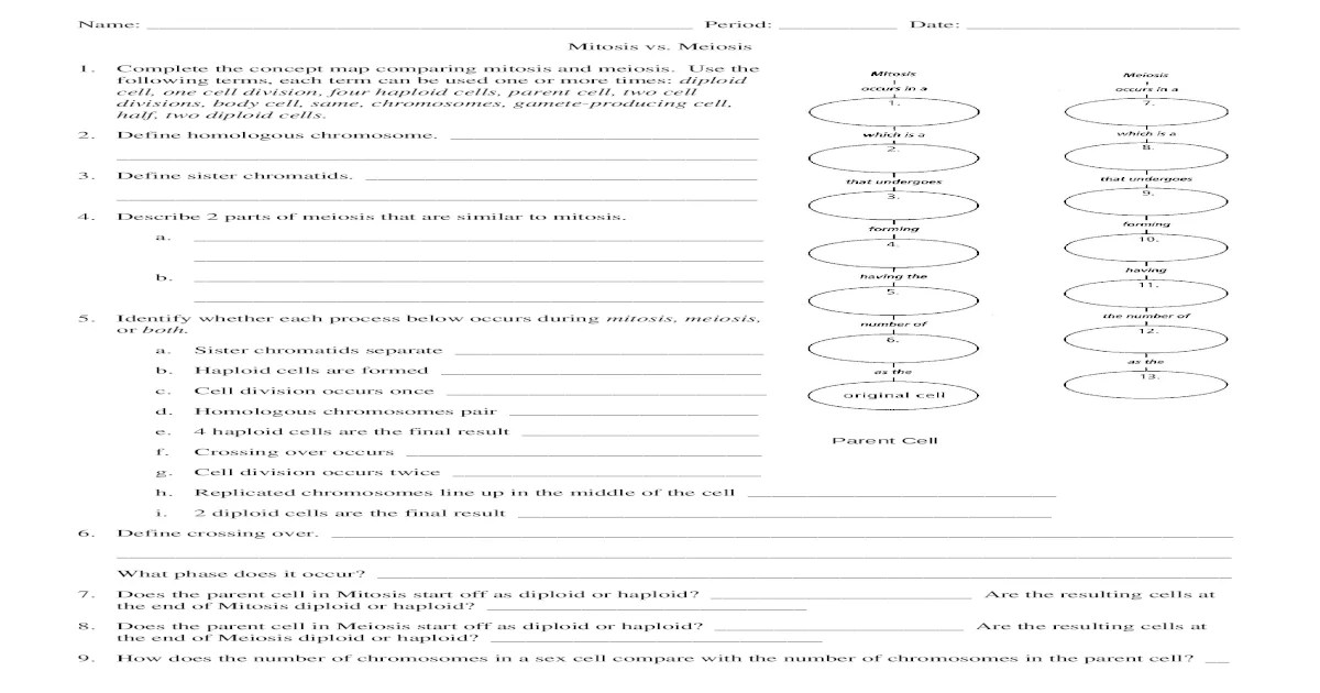 Mitosis vs meiosis worksheet answers