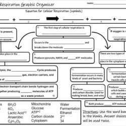 Cellular respiration flow chart answer key