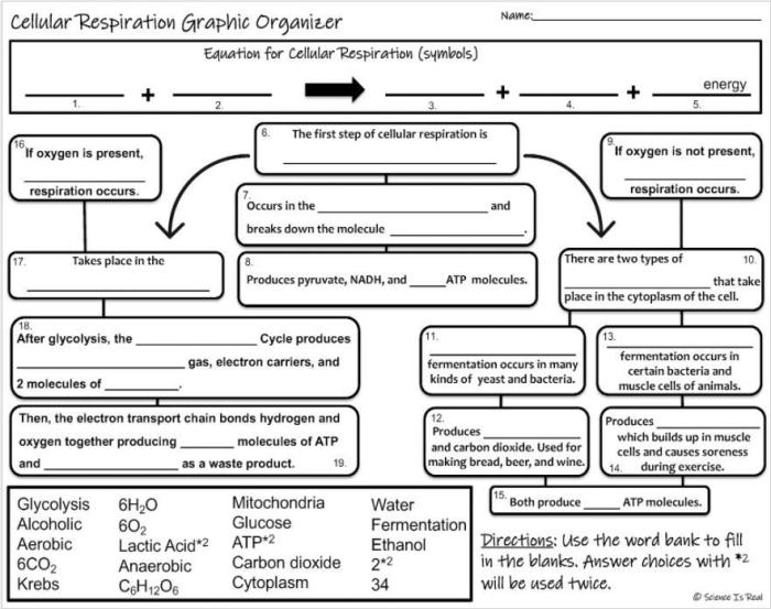 Cellular respiration flow chart answer key