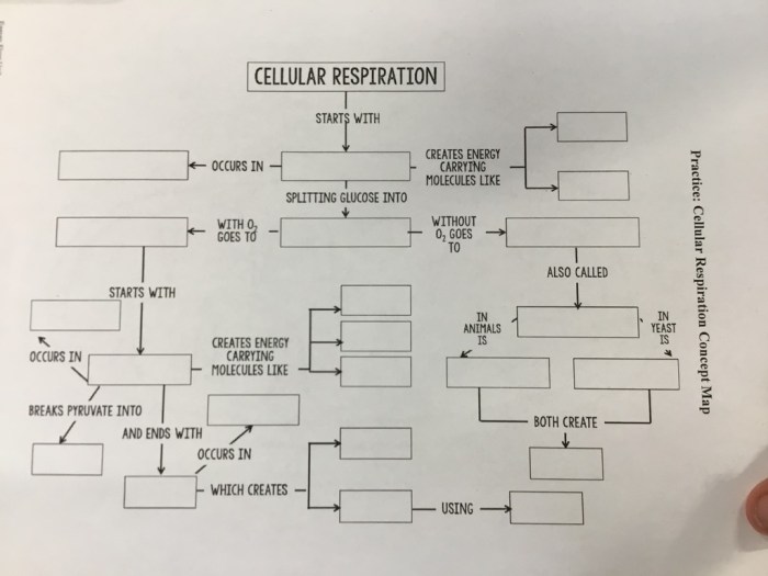 Cellular respiration flow chart answer key