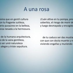 A una rosa sor juana english