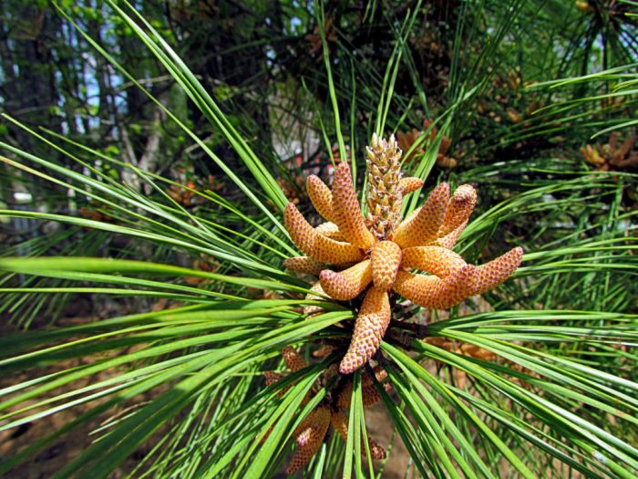 Conifers coniferous sask ecofriendly