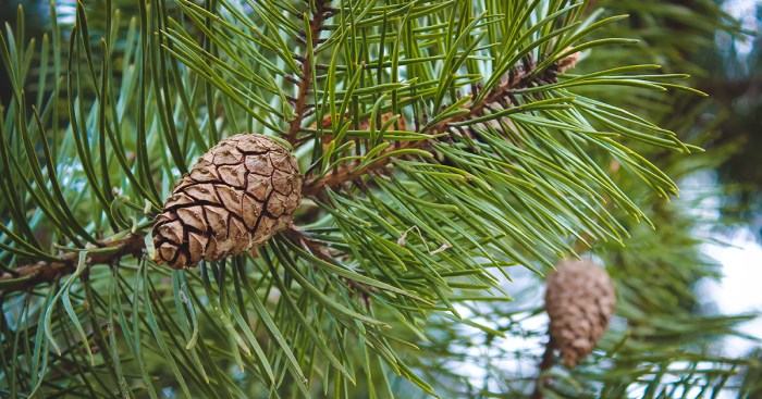 Conifers conifer cones picea fir garden herbaria ox pods abies cone brahms gymnosperm bush evergreen shrubs