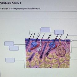 Review sheet exercise 7 the integumentary system