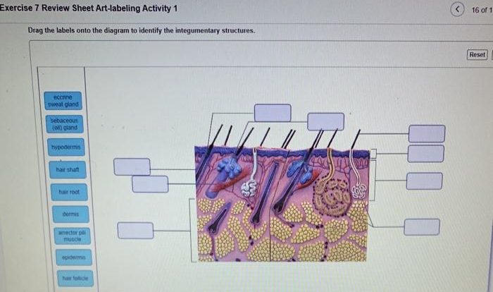 Review sheet exercise 7 the integumentary system