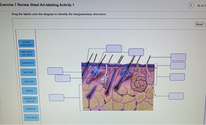 Review sheet exercise 7 the integumentary system