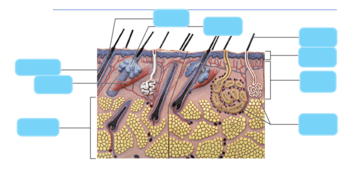 Review sheet exercise 7 the integumentary system