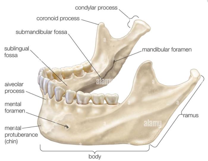 Label the structures of the bone using the hints provided.