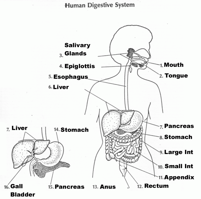 Label the digestive system worksheet answers