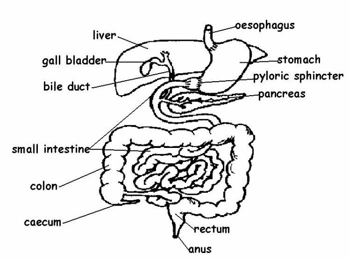 Label the digestive system worksheet answers