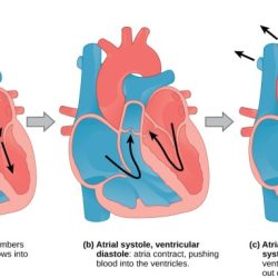 Match the following term to its correct description diastolic pressure