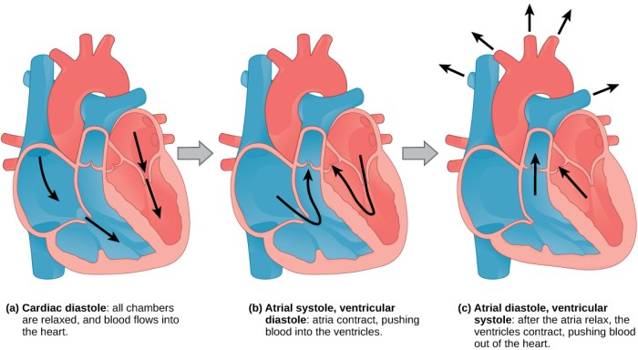 Match the following term to its correct description diastolic pressure