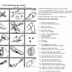 Biological classification worksheet answer key