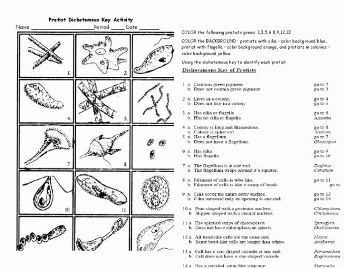 Biological classification worksheet answer key