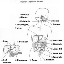 Label the digestive system worksheet answers