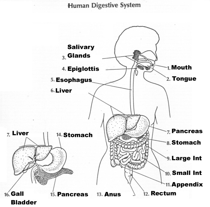 Label the digestive system worksheet answers