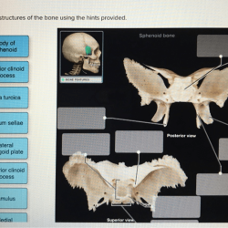 Label bone hints using solved provided structures transcribed problem text been show has mandible