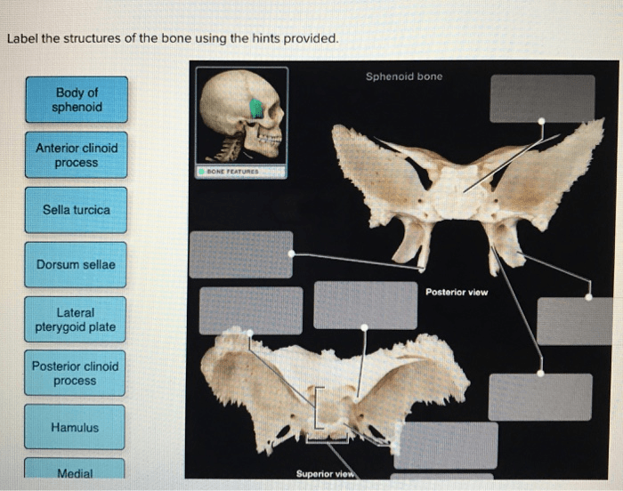 Label bone hints using solved provided structures transcribed problem text been show has mandible